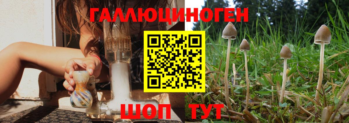 Псилоцибиновые грибы Cubensis Кимры